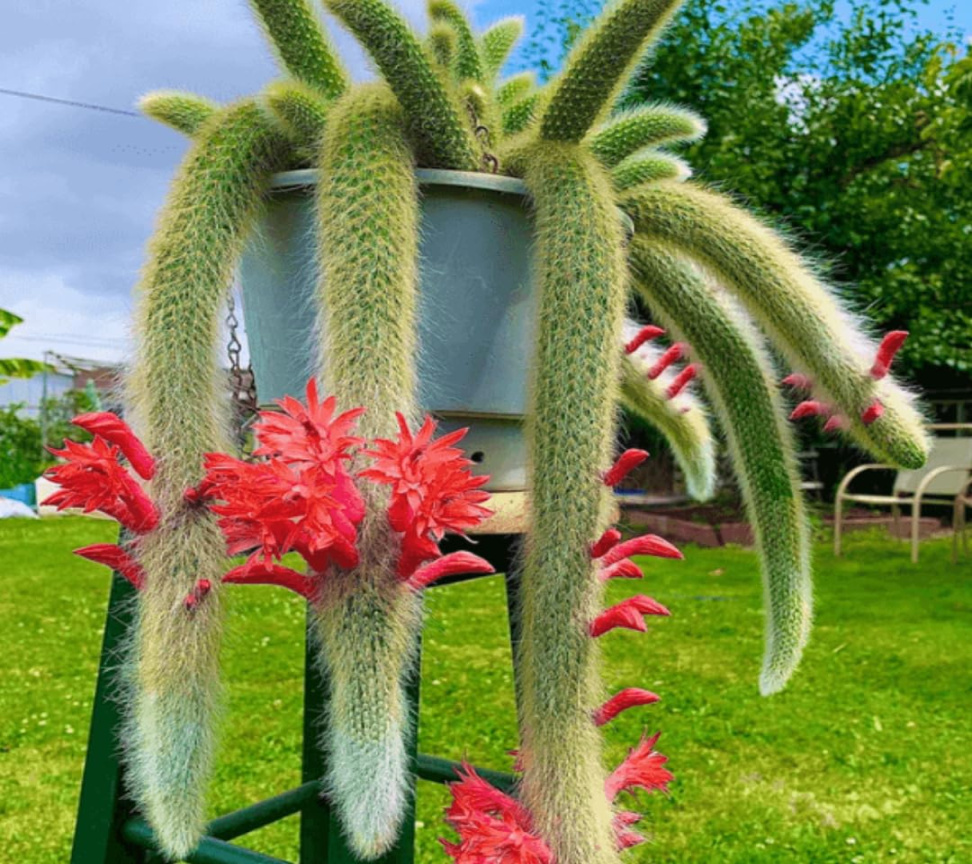 Amazon.com : Monkey Tail Plant, Monkey Tail Cactus, Amazon.com : Monkey Tail Plant, Monkey Tail Cactus,