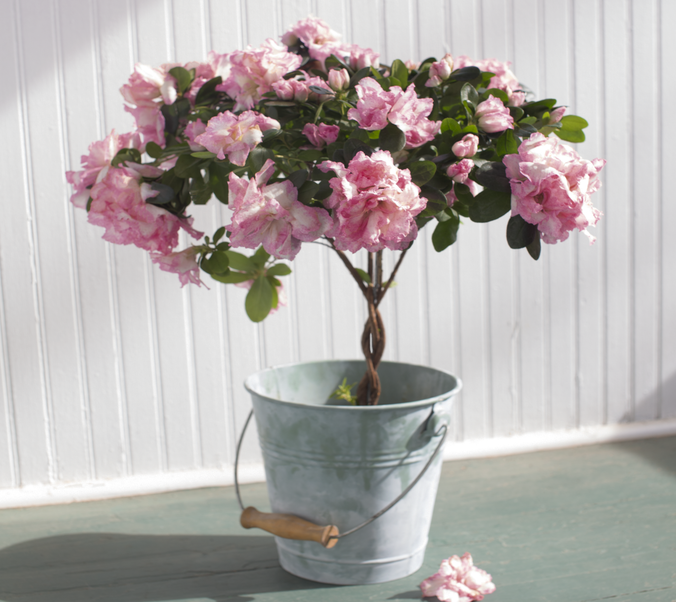 Azalea Braided Tree - Dewar Nurseries Azalea Braided Tree - Dewar Nurseries