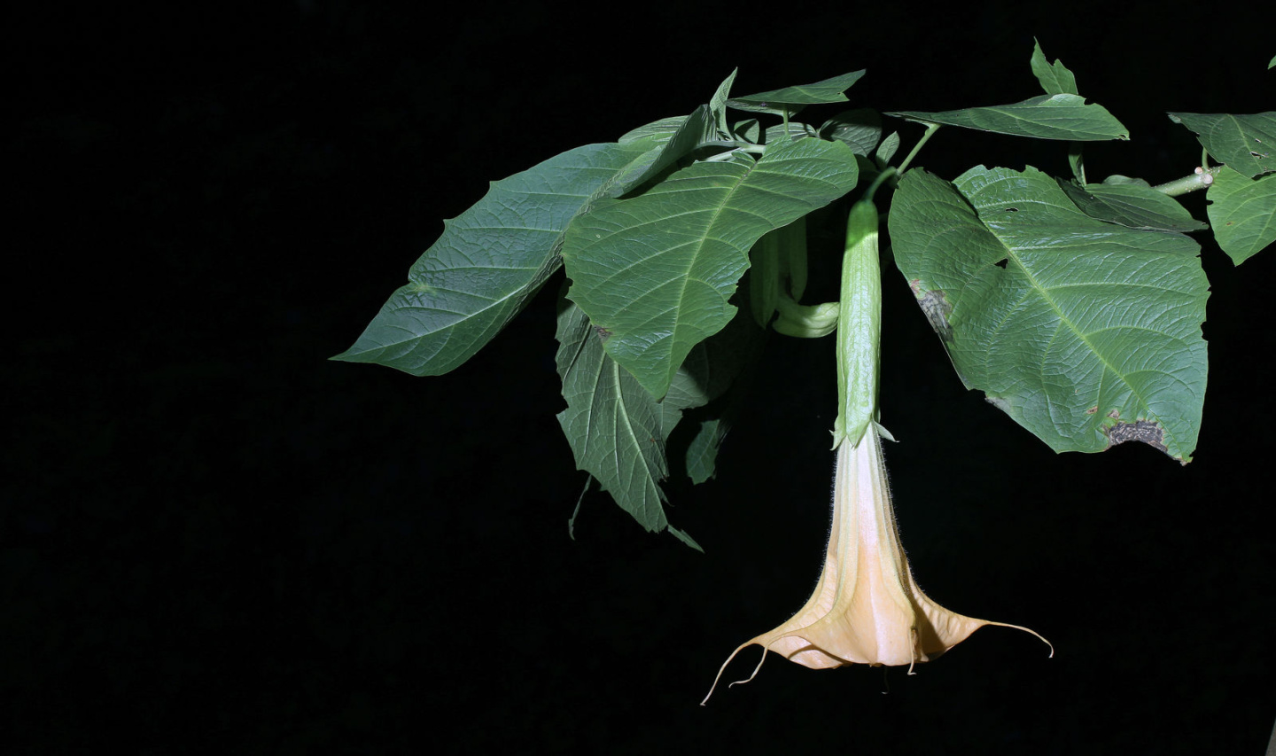Brugmansia suaveolens (Humb. & Bonpl. ex Willd Brugmansia suaveolens (Humb. & Bonpl. ex Willd