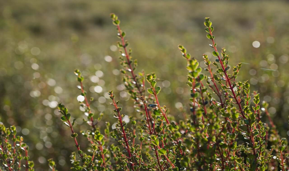 Buchu: South Africa Buchu: South Africa