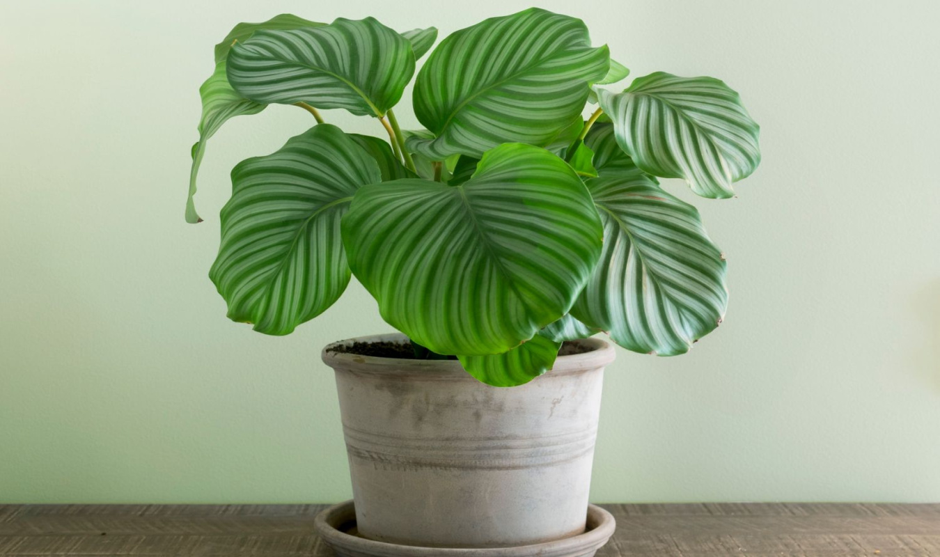 Calathea orbifolia: care tips & propagation - Plantura Calathea orbifolia: care tips & propagation - Plantura