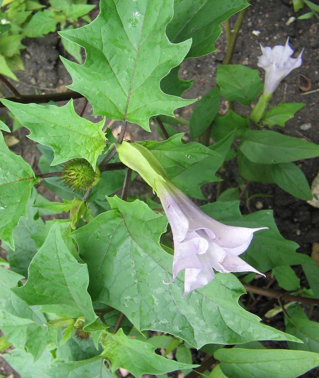 Datura stramonium - Wikipedia Datura stramonium - Wikipedia