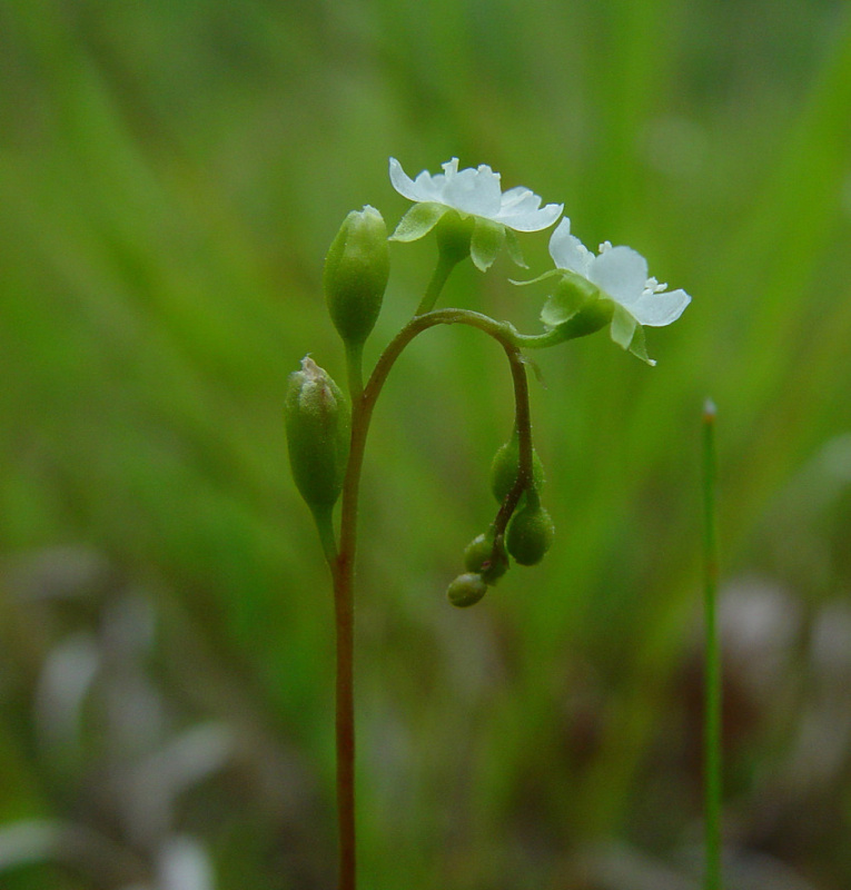 Drosera rotundifolia (round-leaved sundew): Go Botany Drosera rotundifolia (round-leaved sundew): Go Botany