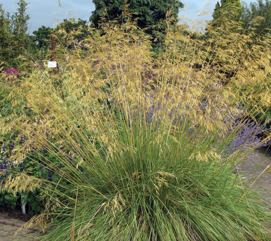 Giant Feather Grass (Stipa gigantea) - Rocky Knoll Farm Giant Feather Grass (Stipa gigantea) - Rocky Knoll Farm