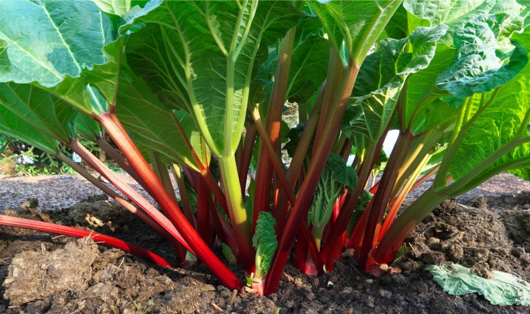How to Create the Best Location for Rhubarb Plants – Sow Right Seeds How to Create the Best Location for Rhubarb Plants – Sow Right Seeds