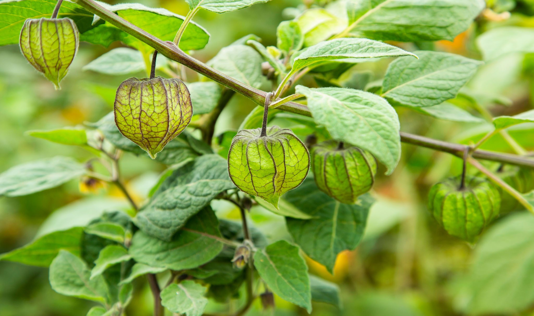 How to Grow Cape Gooseberry BBC Gardeners World Magazine How to Grow Cape Gooseberry BBC Gardeners World Magazine
