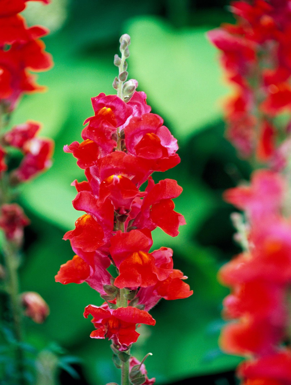 How to Plant and Grow Snapdragon How to Plant and Grow Snapdragon