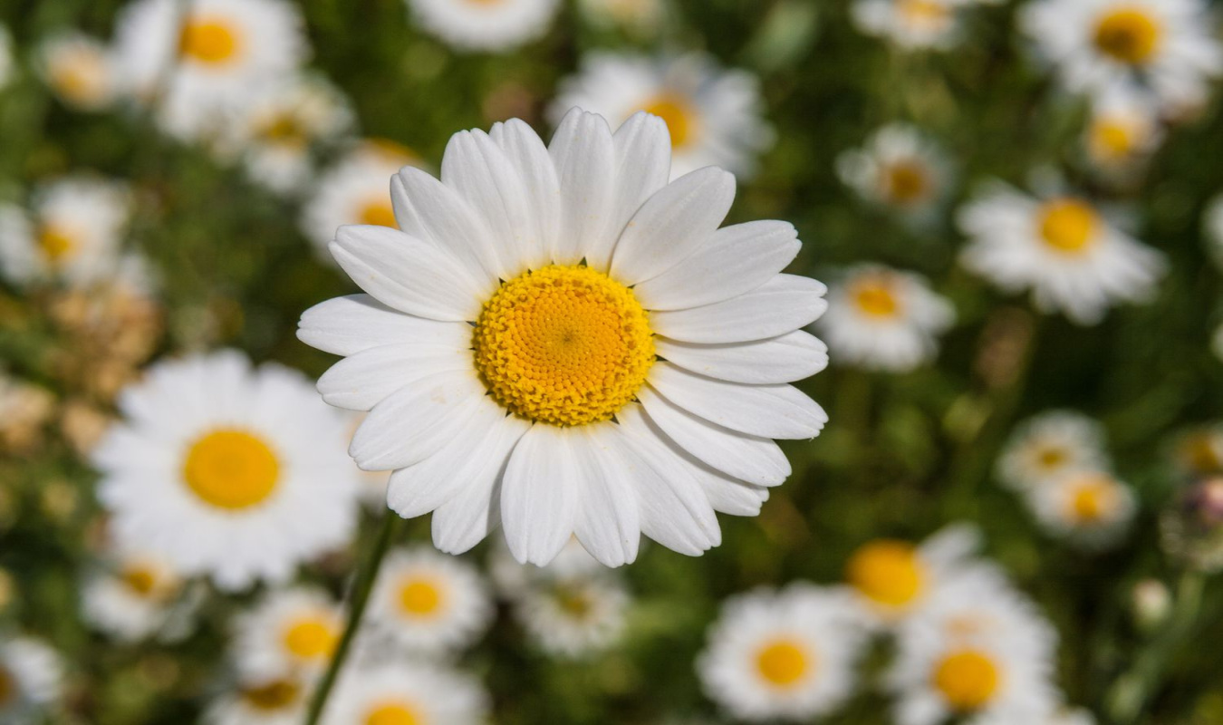 How to Plant and Grow the Lovely Marguerite Daisy How to Plant and Grow the Lovely Marguerite Daisy