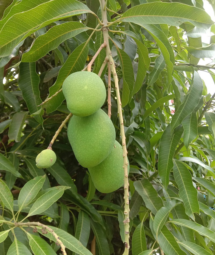 Mangifera indica - Wikipedia Mangifera indica - Wikipedia