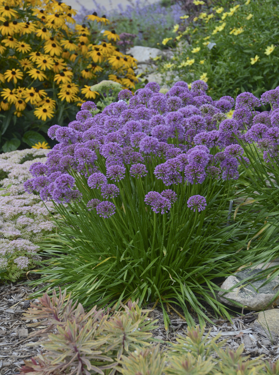 Millenium - Ornamental Onion - Allium hybrid Proven Winners Millenium - Ornamental Onion - Allium hybrid Proven Winners