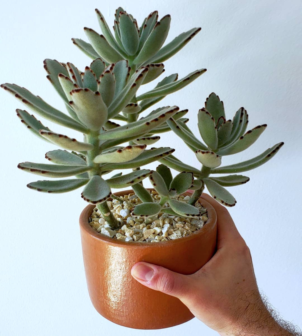 Panda Plant Plant Care: Water, Light, Nutrients Greg App 🌱 Panda Plant Plant Care: Water, Light, Nutrients Greg App 🌱