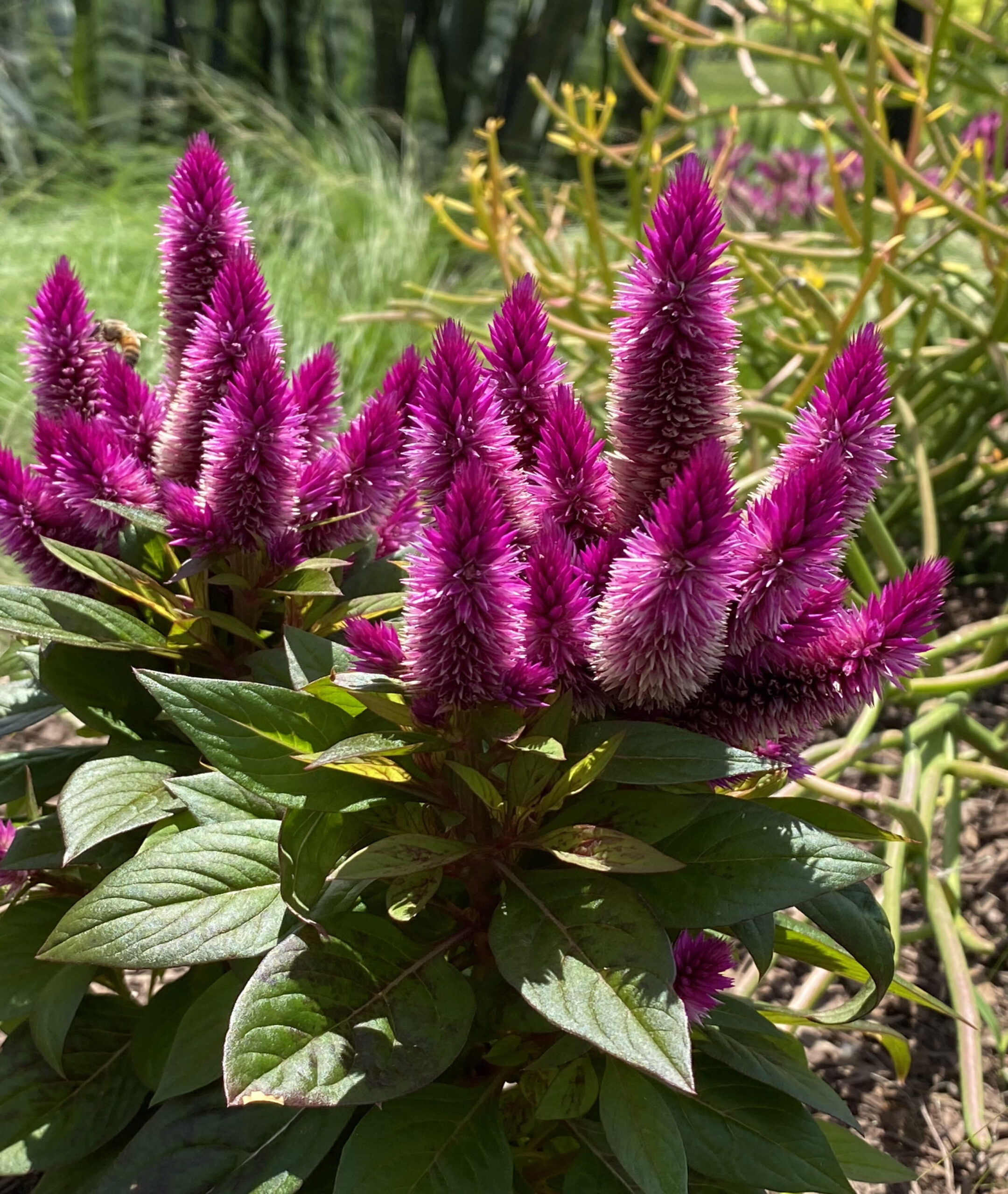 Plant Primer: Intenz Lipstick celosia Plant Primer: Intenz Lipstick celosia