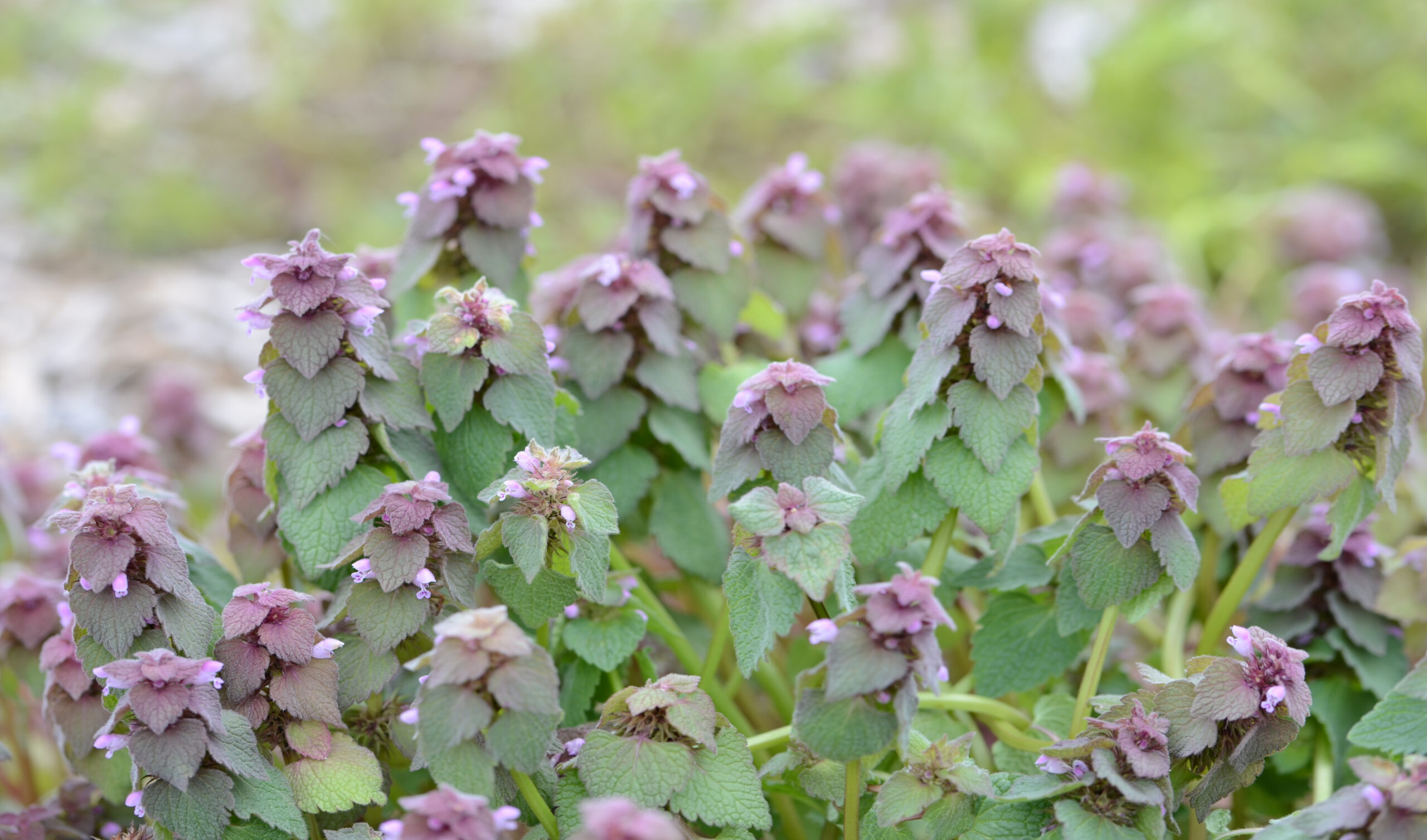 Purple Deadnettle-Lamium purpureum L Purple Deadnettle-Lamium purpureum L