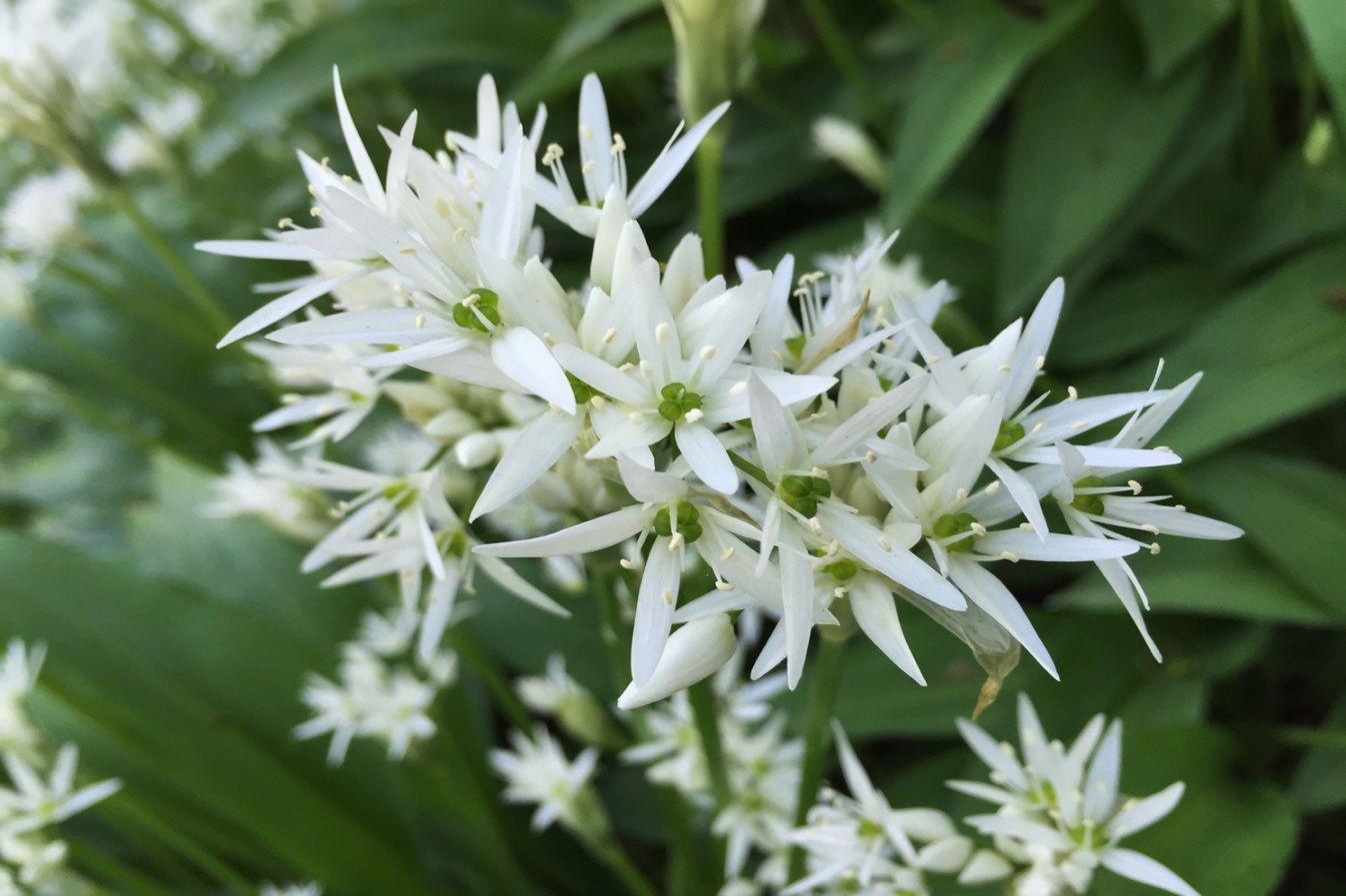 Ramsons, Wild Garlic, Broad Leaved Garlic, Wood Garlic, Allium ursinum Ramsons, Wild Garlic, Broad Leaved Garlic, Wood Garlic, Allium ursinum