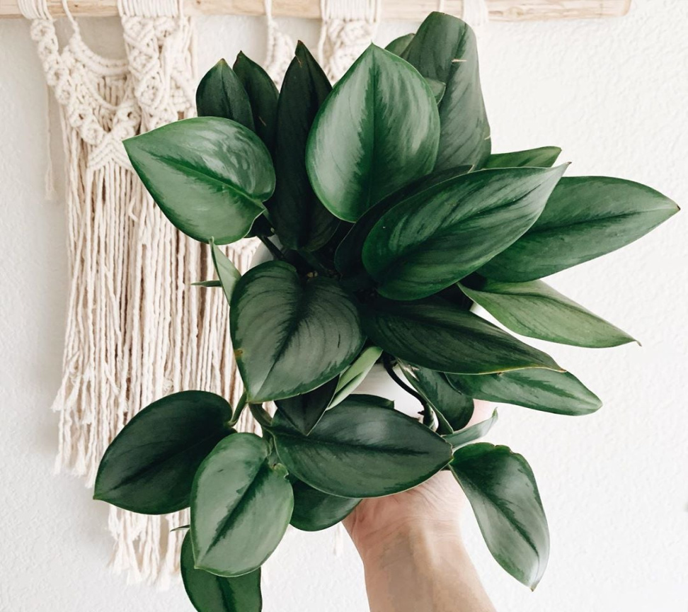 Scindapsus treubii Scindapsus treubii