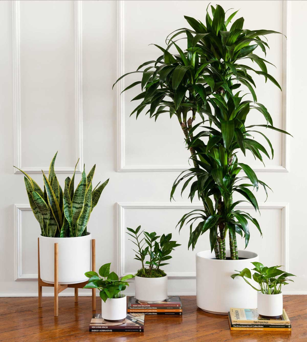 The Best Air-Purifying Plants for the Office — Plant Care Tips and The Best Air-Purifying Plants for the Office — Plant Care Tips and