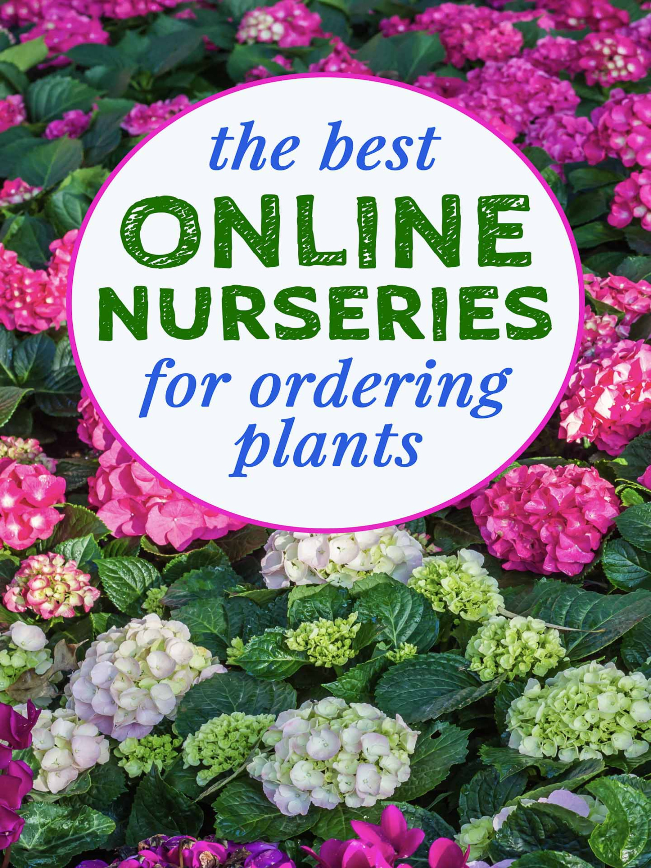 The Best Online Nurseries For (Where To Buy Perennials, Trees The Best Online Nurseries For (Where To Buy Perennials, Trees