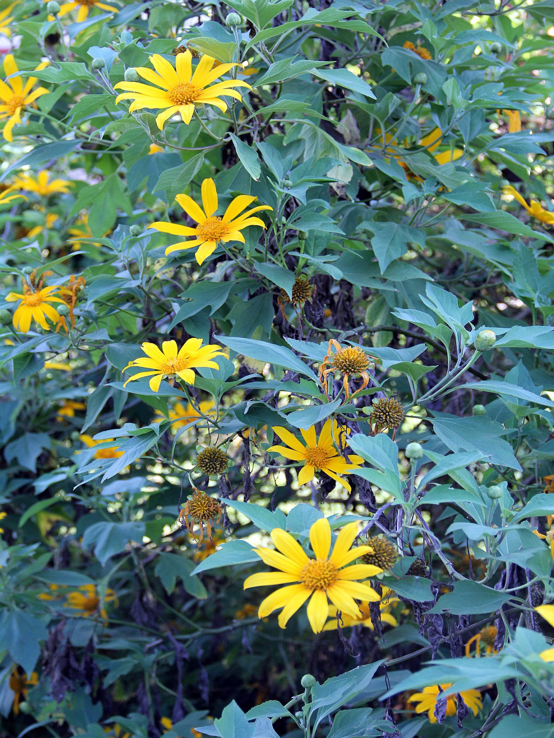 Tithonia diversifolia - Wikipedia Tithonia diversifolia - Wikipedia