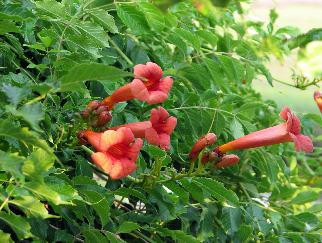 Trumpet Vine - Campsis radicans - Trumpet Vine - Campsis radicans -