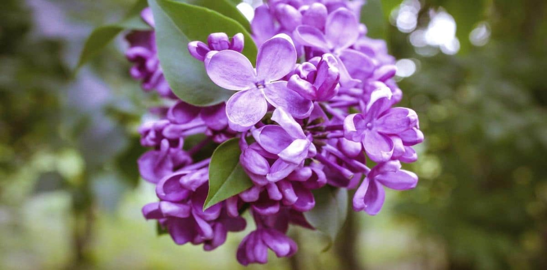 Types of Trees With Purple Flowers For Your Home or Garden Types of Trees With Purple Flowers For Your Home or Garden