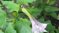 Datura stramonium - Wikipedia