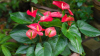 Flamingo plant: care, location & propagation - Plantura