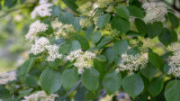 How to Grow and Care for Pagoda Dogwood