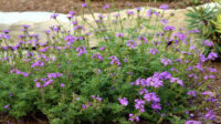 How To Grow And Care For Verbena