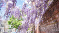 How to Identify and Remove Chinese Wisteria