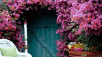 How to Plant and Grow Bougainvillea for Loads of Tropical Color