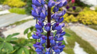 Lupinus polyphyllus ssp