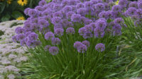 Millenium - Ornamental Onion - Allium hybrid Proven Winners