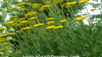 Parker's Variety Yarrow (Achillea filipendulina) Plants To Grow