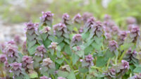 Purple Deadnettle-Lamium purpureum L
