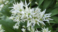Ramsons, Wild Garlic, Broad Leaved Garlic, Wood Garlic, Allium ursinum
