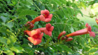 Trumpet Vine - Campsis radicans -