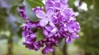 Types of Trees With Purple Flowers For Your Home or Garden