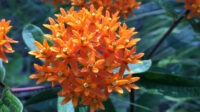 What is Butterfly Milkweed (Asclepias tuberosa)? My Home Park