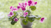Winter Flowering Plants for Inside and Around Your Home